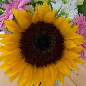 Meet your Posher, Sheila